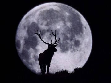 deer with large rack of horns in front of full moon