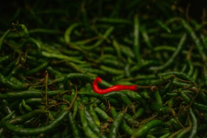 One red pepper on a pile of green peppers, standing out of the crowd